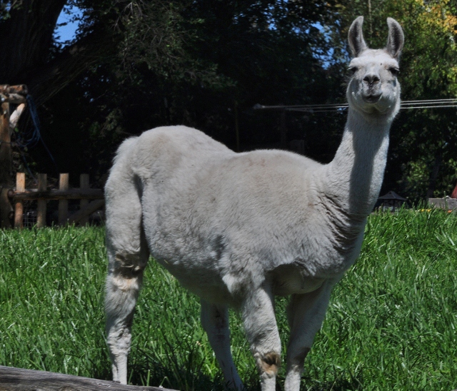 a white llama
